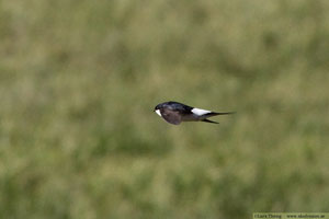 Hussvala, Delichon urbicum